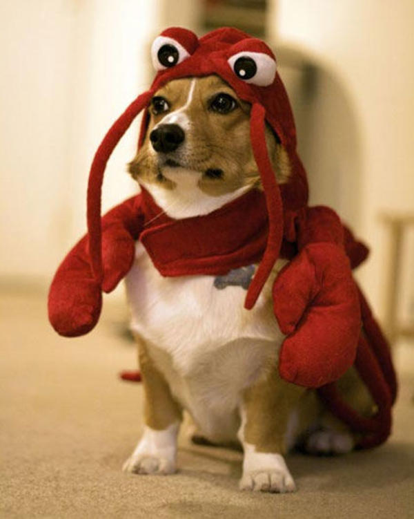 lobster dog Blank Meme Template