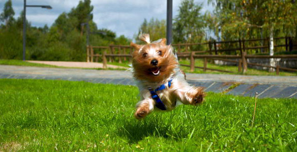 High Quality running yorkie Blank Meme Template