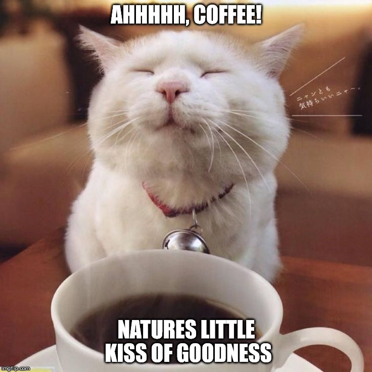 Coffee Cat | AHHHHH, COFFEE! NATURES LITTLE KISS OF GOODNESS | image tagged in coffee,cat,kiss | made w/ Imgflip meme maker