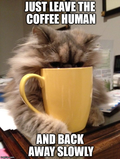 Coffee Cat | JUST LEAVE THE COFFEE HUMAN AND BACK AWAY SLOWLY | image tagged in cat,coffee,human | made w/ Imgflip meme maker