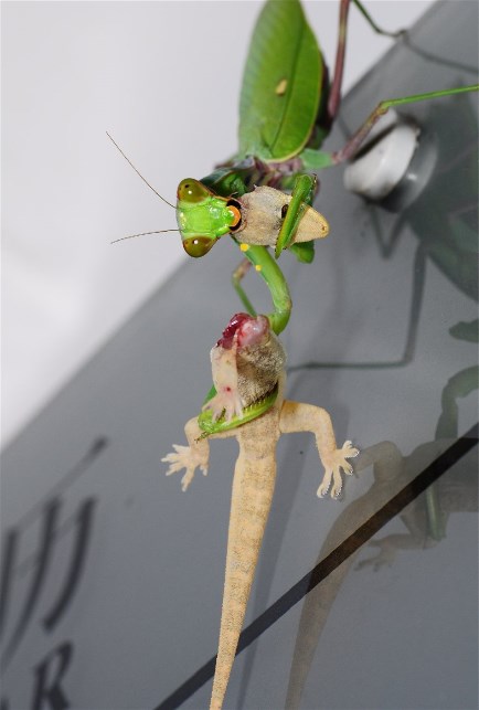 High Quality mantis eats lizard Blank Meme Template