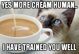 YES MORE CREAM HUMAN.. I HAVE TRAINED YOU WELL | made w/ Imgflip meme maker