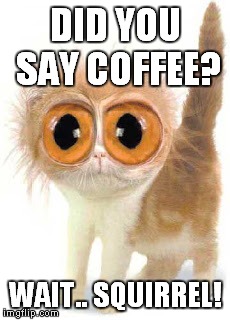 DID YOU SAY COFFEE? WAIT.. SQUIRREL! | made w/ Imgflip meme maker