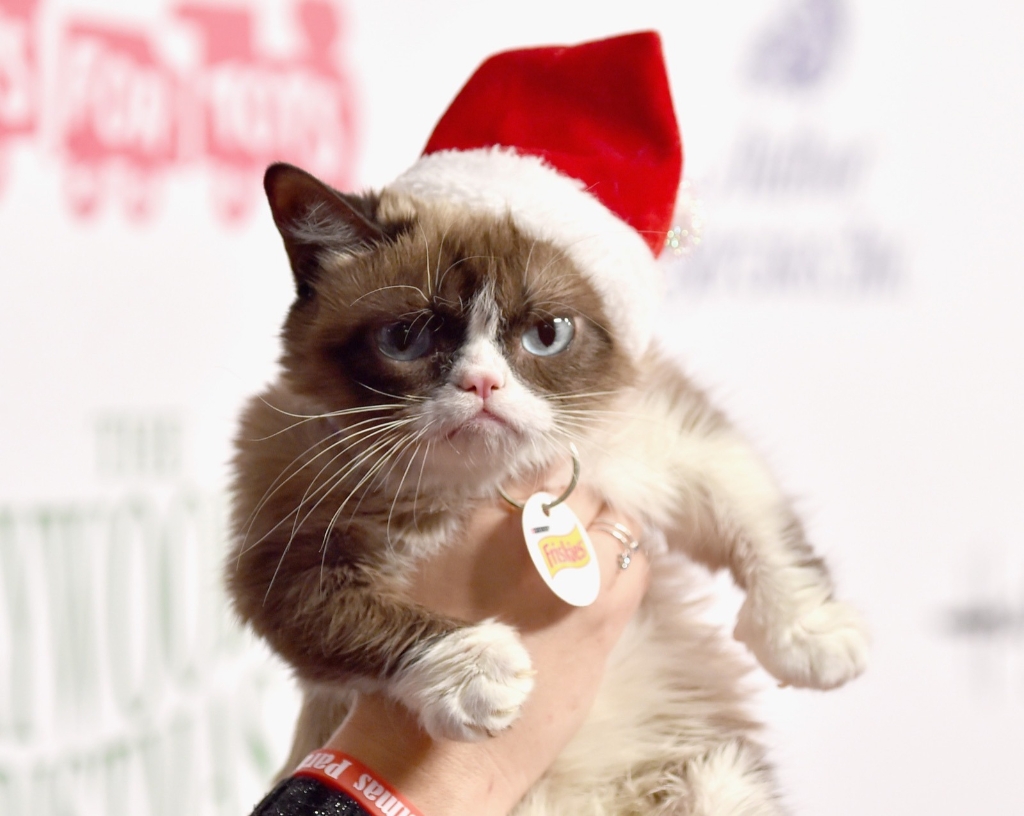 High Quality Grumpy Cat Christmas Blank Meme Template