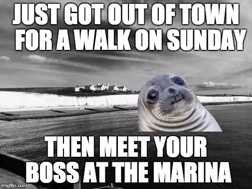 JUST GOT OUT OF TOWN FOR A WALK ON SUNDAY THEN MEET YOUR BOSS ATTHE MARINA | image tagged in the awkward moment seal at the marina | made w/ Imgflip meme maker