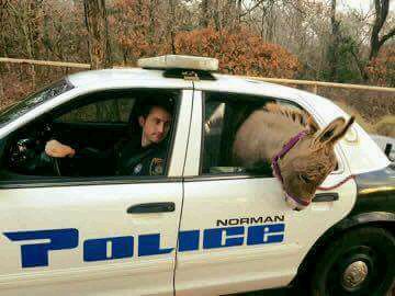 Donkey in Police Car Blank Meme Template