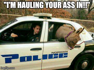 Donkey in Police Car | "I'M HAULING YOUR ASS IN!!" | image tagged in donkey in police car | made w/ Imgflip meme maker