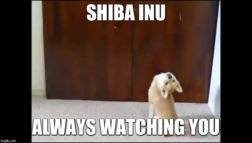 Dog head tilt | SHIBA INU ALWAYS WATCHING YOU | image tagged in dog head tilt | made w/ Imgflip meme maker