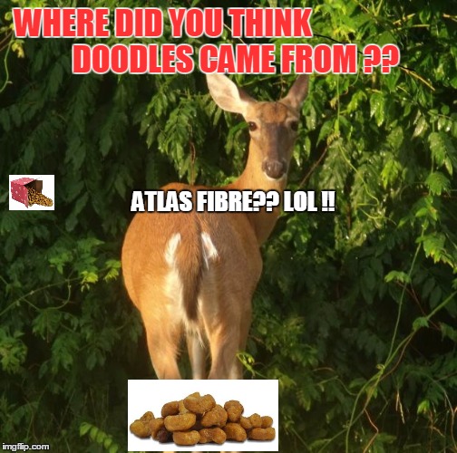 sexy deer | WHERE DID YOU THINK  DOODLES CAME FROM ?? ATLAS FIBRE?? LOL !! | image tagged in sexy deer | made w/ Imgflip meme maker