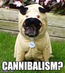 Pugpug | CANNIBALISM? | image tagged in pugpug | made w/ Imgflip meme maker