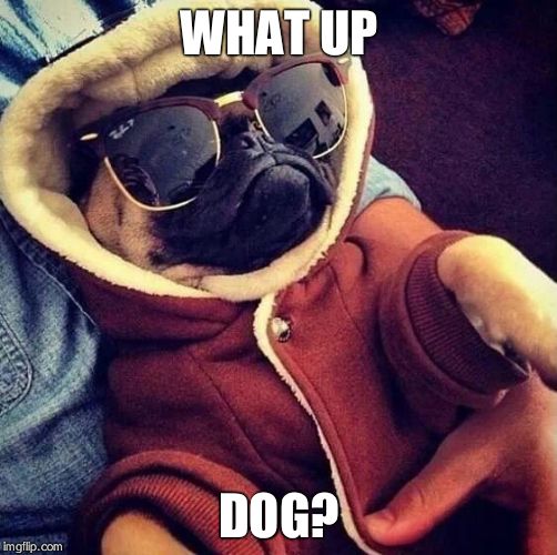 Cool pug | WHAT UP DOG? | image tagged in cool pug | made w/ Imgflip meme maker