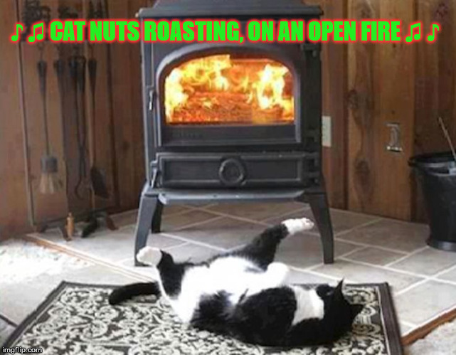♪ ♫ CAT NUTS ROASTING, ON AN OPEN FIRE ♫ ♪ | image tagged in roasting nuts,holiday | made w/ Imgflip meme maker
