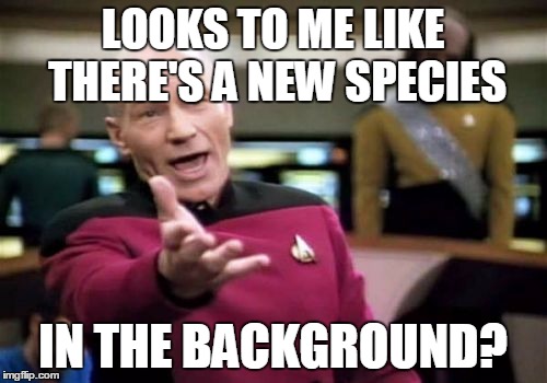 Picard Wtf Meme | LOOKS TO ME LIKE THERE'S A NEW SPECIES IN THE BACKGROUND? | image tagged in memes,picard wtf | made w/ Imgflip meme maker