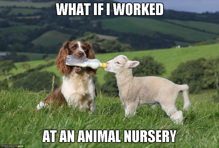 WHAT IF I WORKED AT AN ANIMAL NURSERY | made w/ Imgflip meme maker