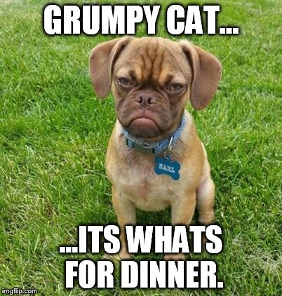 That's it, I'm calling you out Grumpy cat. | GRUMPY CAT... ...ITS WHATS FOR DINNER. | image tagged in grumpy dog,memes,animals,funny,dog,grumpy cat | made w/ Imgflip meme maker