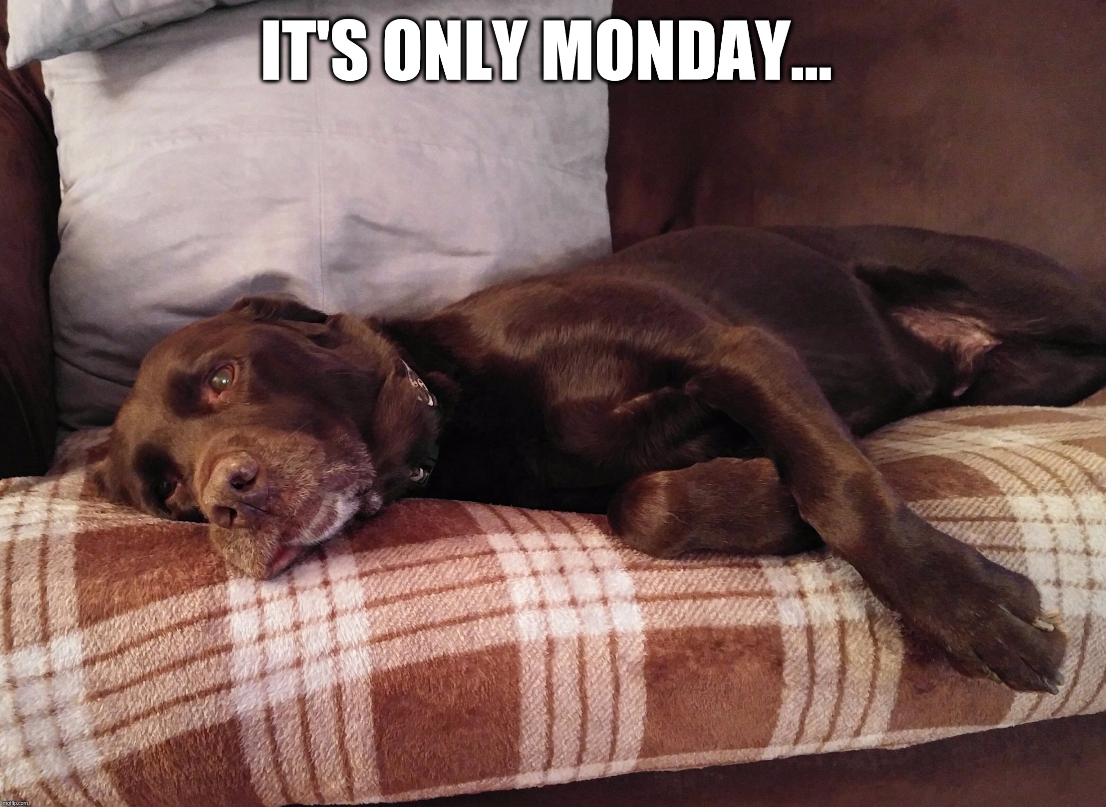 IT'S ONLY MONDAY... | image tagged in chuckie the chocolate lab | made w/ Imgflip meme maker