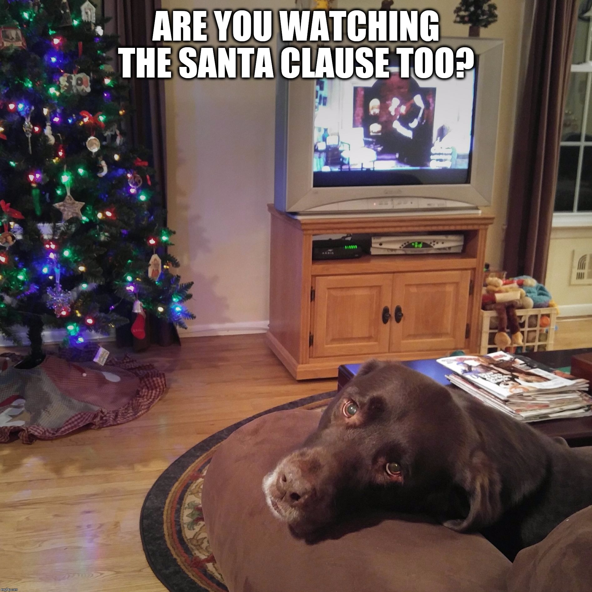 ARE YOU WATCHING THE SANTA CLAUSE TOO? | image tagged in chuckie the chocolate lab | made w/ Imgflip meme maker