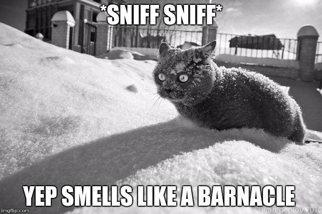 cocaine cat smells the smelly smell of a barnacle  | *SNIFF SNIFF* YEP SMELLS LIKE A BARNACLE | image tagged in cats,cocaine | made w/ Imgflip meme maker