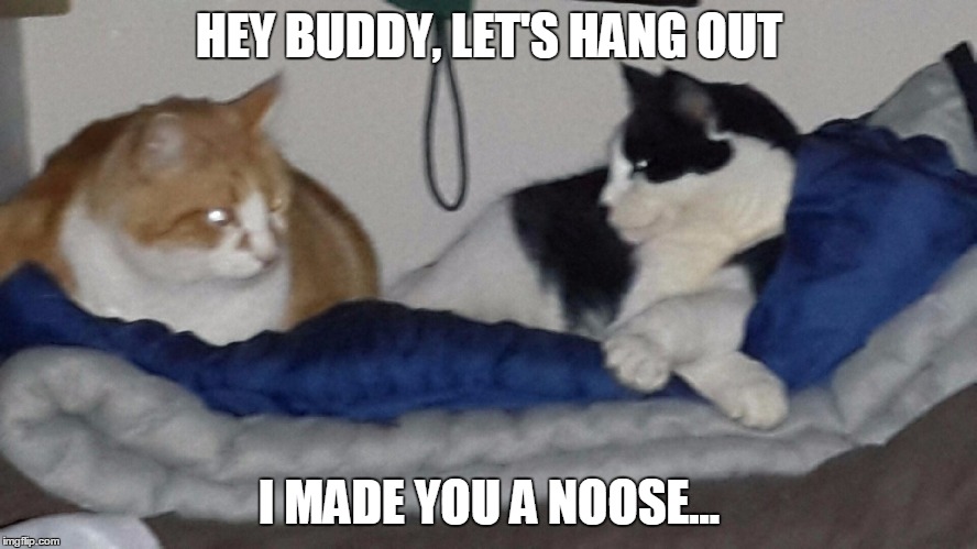 HEY BUDDY, LET'S HANG OUT I MADE YOU A NOOSE... | image tagged in noose | made w/ Imgflip meme maker
