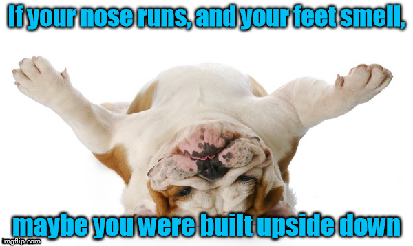 Inverse Orientation Creation | If your nose runs, and your feet smell, maybe you were built upside down | image tagged in dog,nose,feet | made w/ Imgflip meme maker