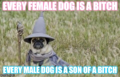 Wizard Pug | EVERY FEMALE DOG IS A B**CH EVERY MALE DOG IS A SON OF A B**CH | image tagged in wizard pug | made w/ Imgflip meme maker