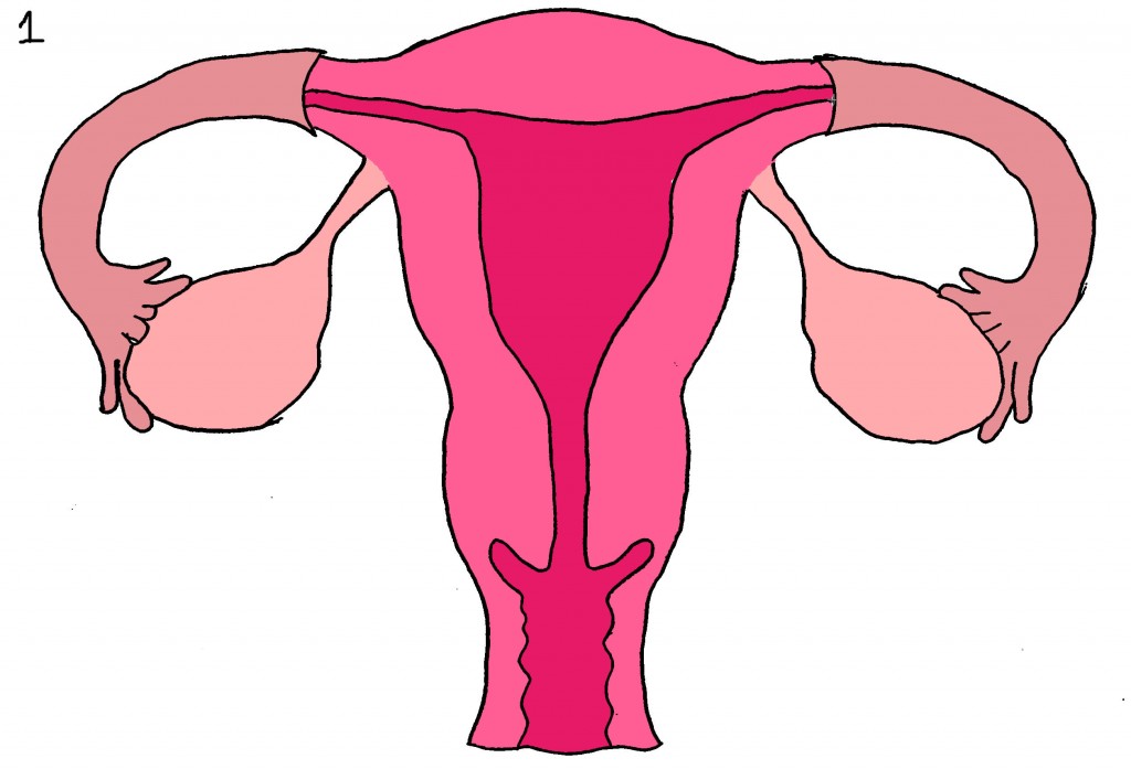 clipart uterus Blank Meme Template