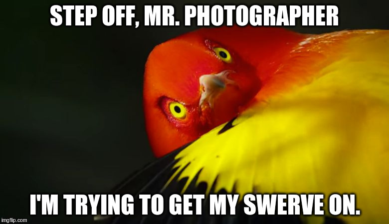 STEP OFF, MR. PHOTOGRAPHER I'M TRYING TO GET MY SWERVE ON. | image tagged in swerve | made w/ Imgflip meme maker