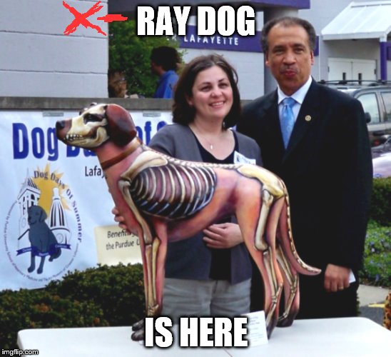 X-ray dog | RAY DOG IS HERE | image tagged in x-ray,raydog | made w/ Imgflip meme maker