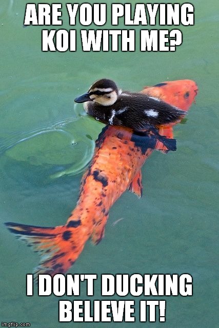 Koi duck | ARE YOU PLAYING KOI WITH ME? I DON'T DUCKING BELIEVE IT! | image tagged in funny | made w/ Imgflip meme maker