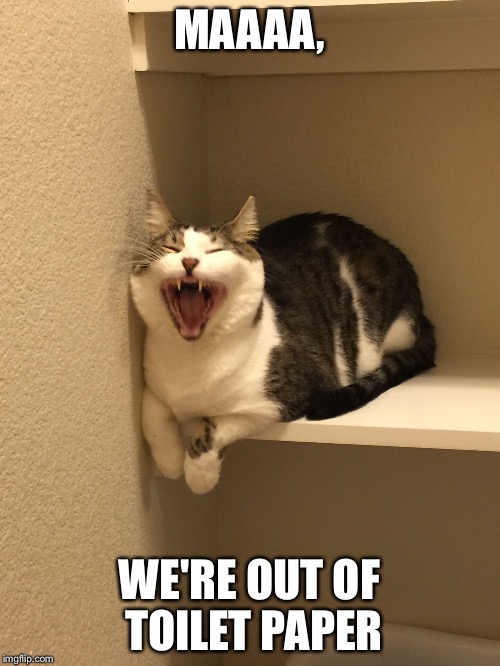 MAAAA, WE'RE OUT OF TOILET PAPER | image tagged in cat | made w/ Imgflip meme maker