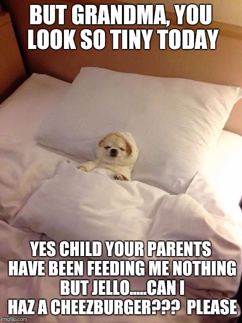 Silly Red Trix is for lil dogs | BUT GRANDMA, YOU LOOK SO TINY TODAY YES CHILD YOUR PARENTS HAVE BEEN FEEDING ME NOTHING BUT JELLO.....CAN I HAZ A CHEEZBURGER???  PLEASE | image tagged in funny dogs | made w/ Imgflip meme maker