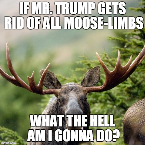 Moose | IF MR. TRUMP GETS RID OF ALL MOOSE-LIMBS WHAT THE HELL AM I GONNA DO? | image tagged in moose,funny | made w/ Imgflip meme maker