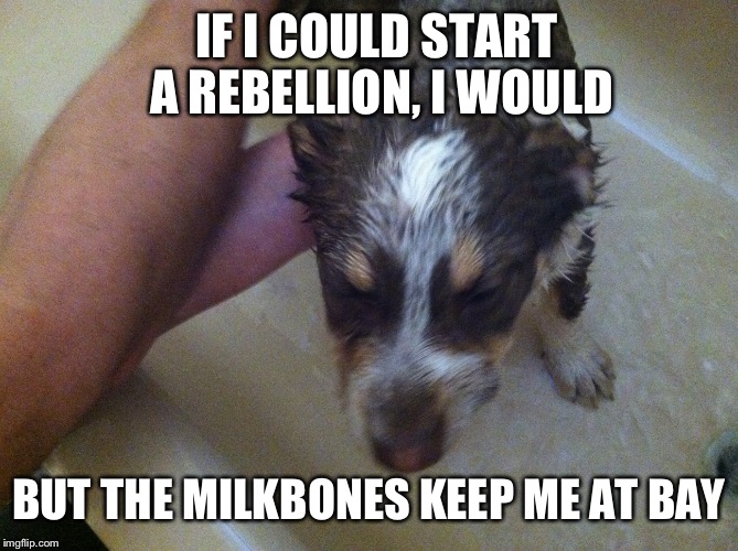 Lol dog rebellion | IF I COULD START A REBELLION, I WOULD BUT THE MILKBONES KEEP ME AT BAY | image tagged in lol dog reblion,lol dog rebellion,lol dog,rebellion,the cow guy | made w/ Imgflip meme maker