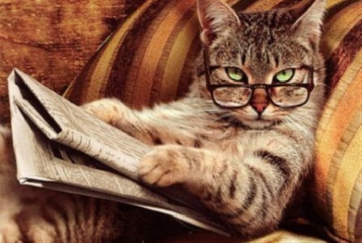 Cat reading news Blank Meme Template