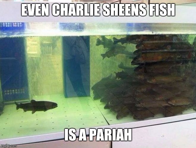 Unpopular Fish | EVEN CHARLIE SHEENS FISH IS A PARIAH | image tagged in unpopular fish | made w/ Imgflip meme maker