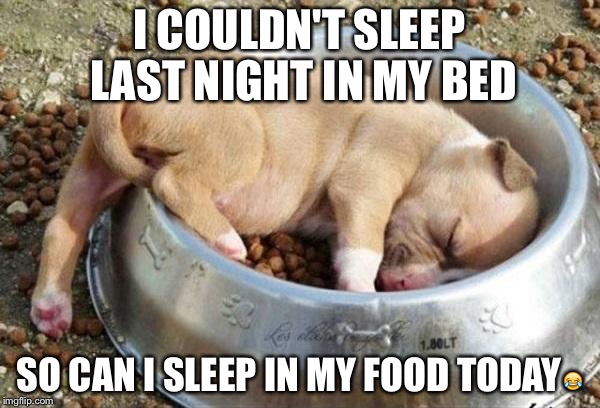 sleeping puppy | I COULDN'T SLEEP LAST NIGHT IN MY BED SO CAN I SLEEP IN MY FOOD TODAY | image tagged in sleeping puppy | made w/ Imgflip meme maker