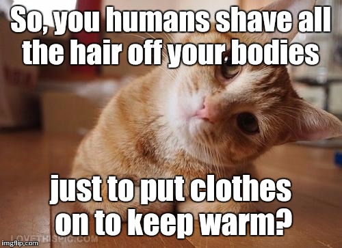 Curious Question Cat | So, you humans shave all the hair off your bodies just to put clothes on to keep warm? | image tagged in curious question cat | made w/ Imgflip meme maker
