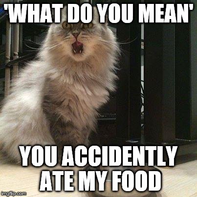 empty food bowl | 'WHAT DO YOU MEAN' YOU ACCIDENTLY ATE MY FOOD | image tagged in empty food bowl | made w/ Imgflip meme maker