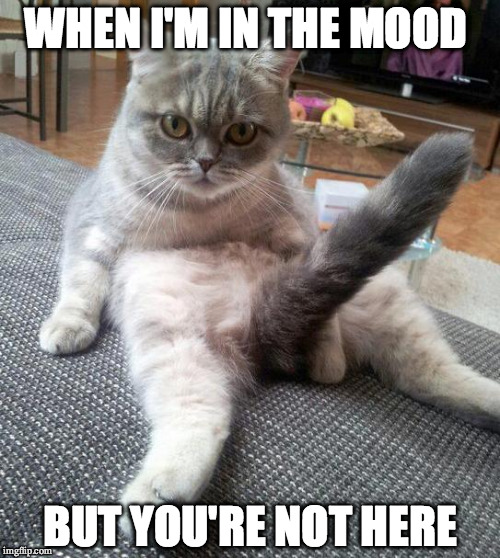 Sexy Cat Meme | WHEN I'M IN THE MOOD BUT YOU'RE NOT HERE | image tagged in memes,sexy cat,ivan moody | made w/ Imgflip meme maker