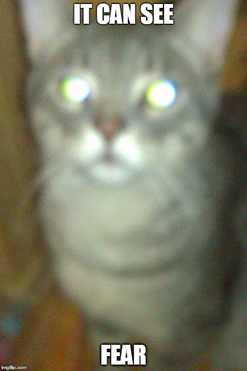 SmokeyTheCat.jpg | IT CAN SEE FEAR | image tagged in cat,smokey,camera glitch,static,slender cat,it can see fear | made w/ Imgflip meme maker