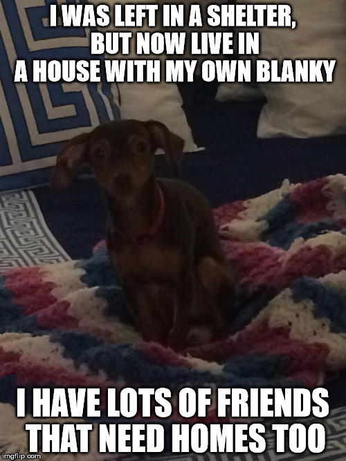 I WAS LEFT IN A SHELTER, BUT NOW LIVE IN A HOUSE WITH MY OWN BLANKY I HAVE LOTS OF FRIENDS THAT NEED HOMES TOO | image tagged in shelter dogs | made w/ Imgflip meme maker