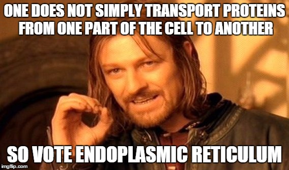 One Does Not Simply Meme | ONE DOES NOT SIMPLY TRANSPORT PROTEINS FROM ONE PART OF THE CELL TO ANOTHER SO VOTE ENDOPLASMIC RETICULUM | image tagged in memes,one does not simply | made w/ Imgflip meme maker