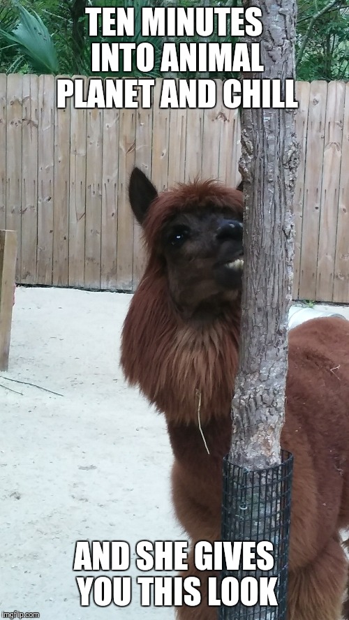 TEN MINUTES INTO ANIMAL PLANET AND CHILL AND SHE GIVES YOU THIS LOOK | image tagged in animals | made w/ Imgflip meme maker