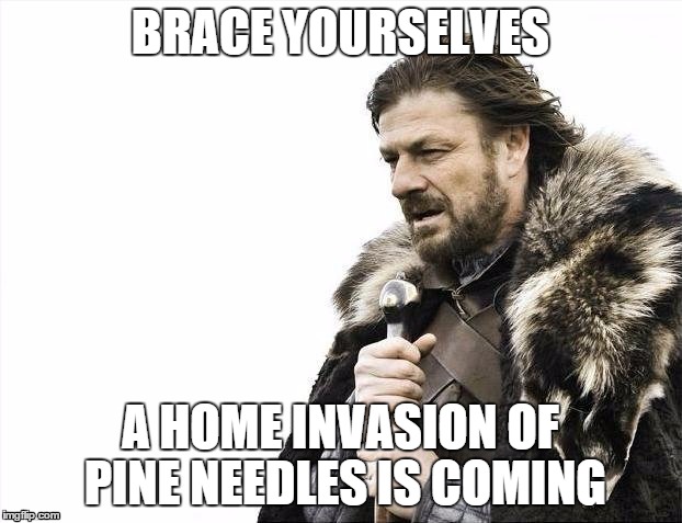 Brace Yourselves X is Coming Meme | BRACE YOURSELVES A HOME INVASION OF PINE NEEDLES IS COMING | image tagged in memes,brace yourselves x is coming | made w/ Imgflip meme maker