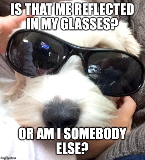 Surreal dog | IS THAT ME REFLECTED IN MY GLASSES? OR AM I SOMEBODY ELSE? | image tagged in dog,stoned,sunglasses | made w/ Imgflip meme maker