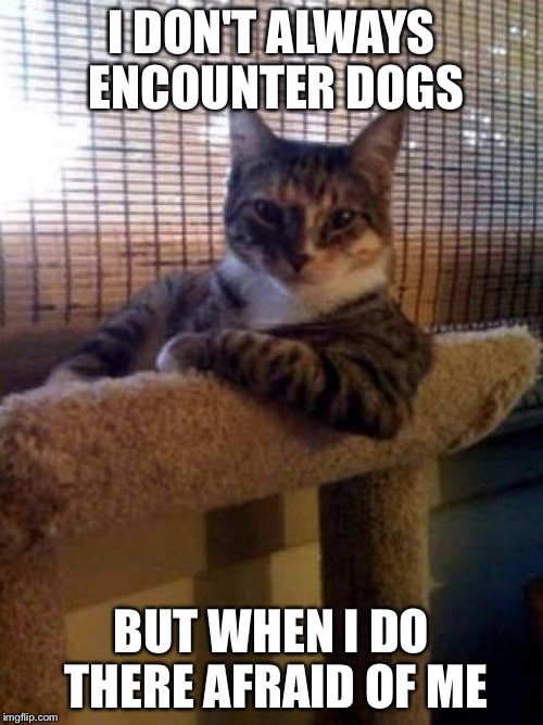 The Most Interesting Cat In The World Meme | I DON'T ALWAYS ENCOUNTER DOGS BUT WHEN I DO THERE AFRAID OF ME | image tagged in memes,the most interesting cat in the world | made w/ Imgflip meme maker