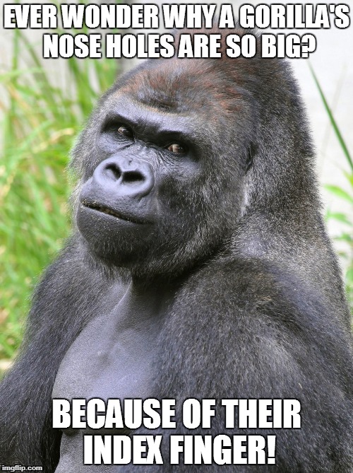 Hot Gorilla  | EVER WONDER WHYA GORILLA'S NOSE HOLES ARE SO BIG? BECAUSE OF THEIR INDEX FINGER! | image tagged in hot gorilla | made w/ Imgflip meme maker