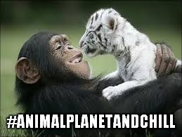#ANIMALPLANETANDCHILL | made w/ Imgflip meme maker