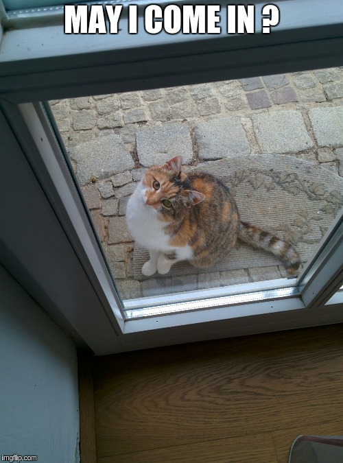 may i come in ? | MAY I COME IN ? | image tagged in cute cat,cat,head | made w/ Imgflip meme maker