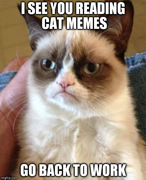 Grumpy Cat | I SEE YOU READING CAT MEMES GO BACK TO WORK | image tagged in memes,grumpy cat | made w/ Imgflip meme maker